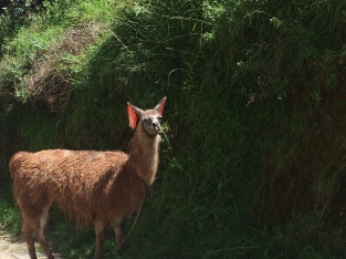 My first llama sighting. (Cusco, Peru)