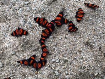 Mariposas (Aguas Calientes, Peru)