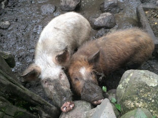 Dirty pigs (Aguas Calientes, Peru)