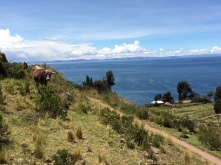 Cow. (Taquile Island, Lake Titikaka)